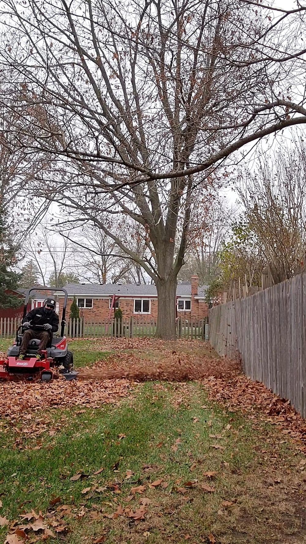 Lawn care scene with a mower clearing leaves under a large tree in a residential backyard.