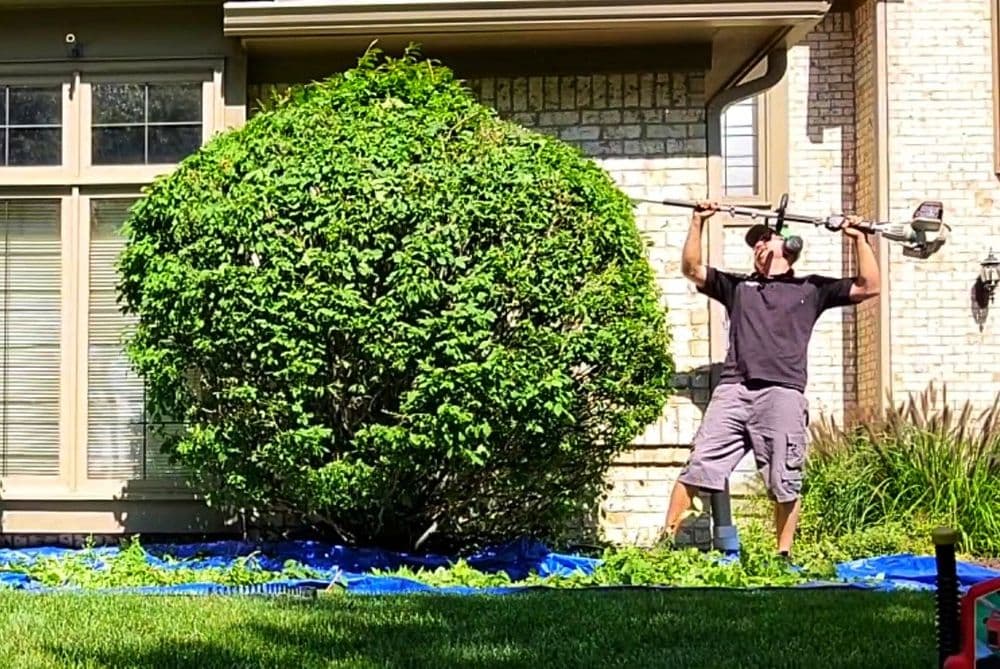 Person trimming a large bush with a string trimmer in a well-maintained yard.
