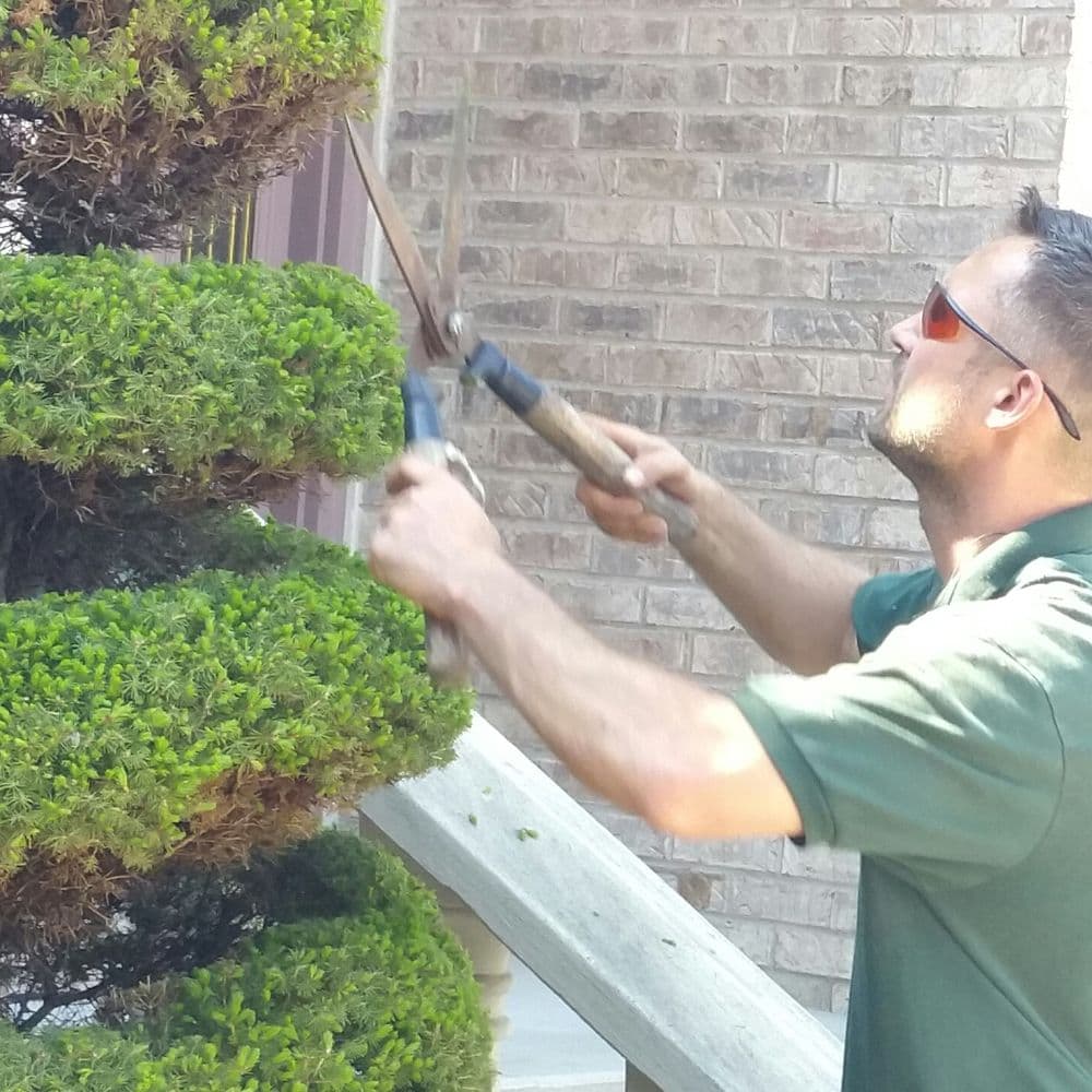 Man trimming a lush hedge with garden shears near a brick wall.