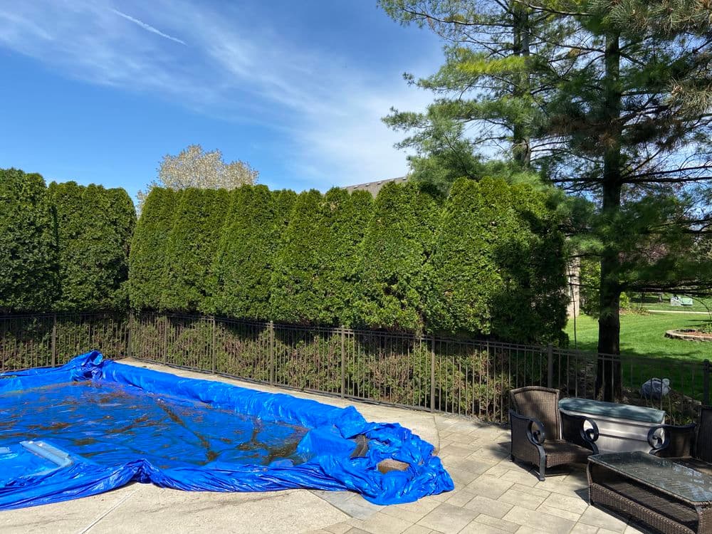 Blue pool cover on patio surrounded by tall green hedges under a clear sky. Relaxing outdoor setting.