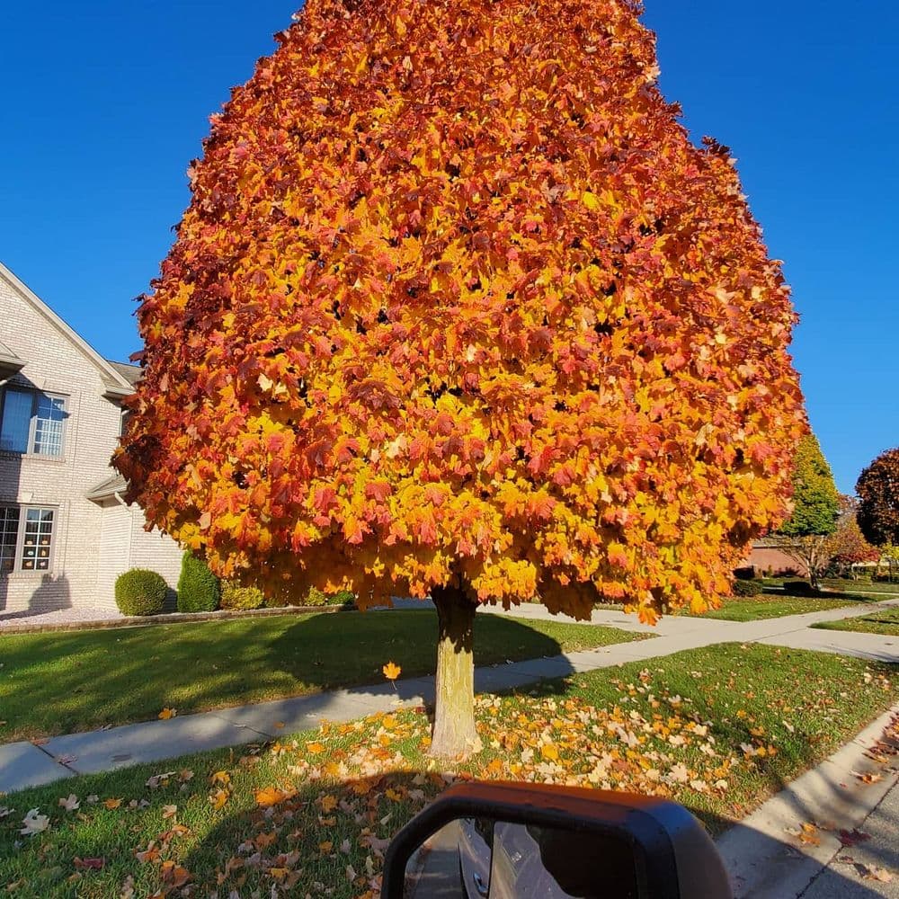 Vibrant orange and yellow autumn tree in residential neighborhood against clear blue sky.