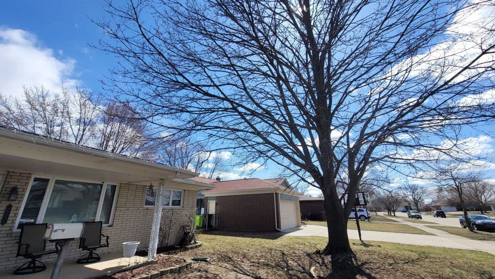 Spring trees with bare branches under a clear blue sky in a suburban neighborhood.