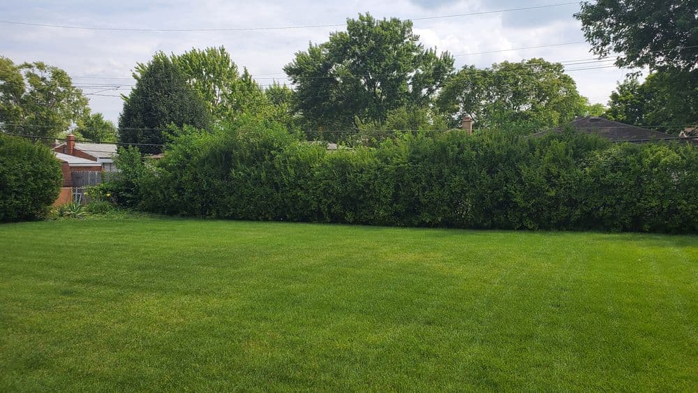 Lush green backyard with neatly trimmed hedges and trees under a clear sky.