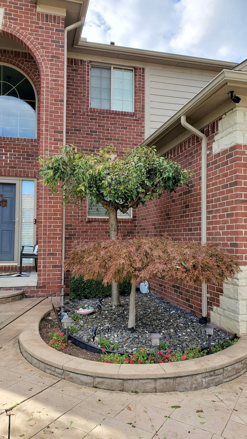 Healthy tree with green leaves and brown foliage near a brick house and flower beds.