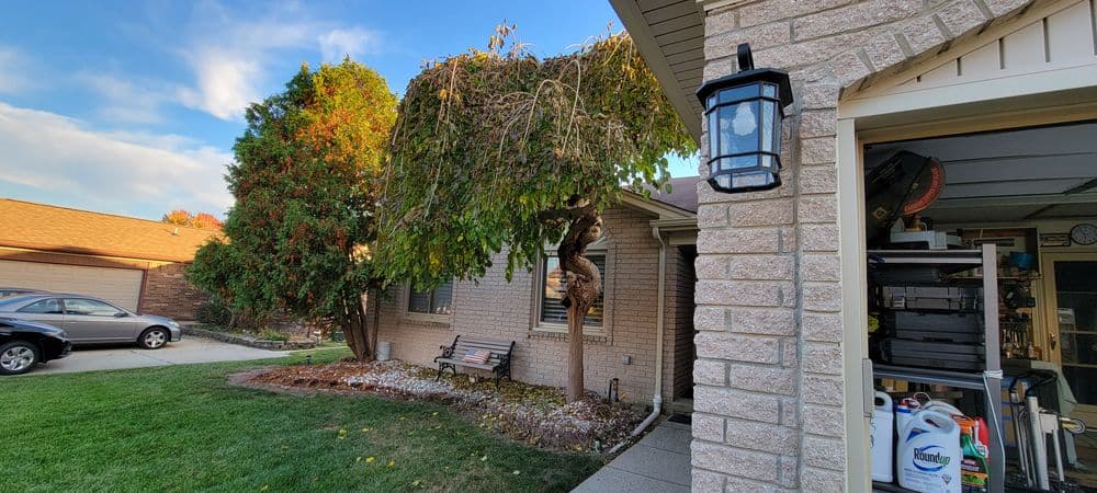 Landscape design featuring trees and shrubs organized neatly