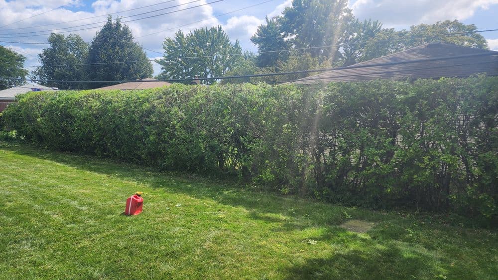 Lush green hedge in a backyard with a red container on well-maintained grass.