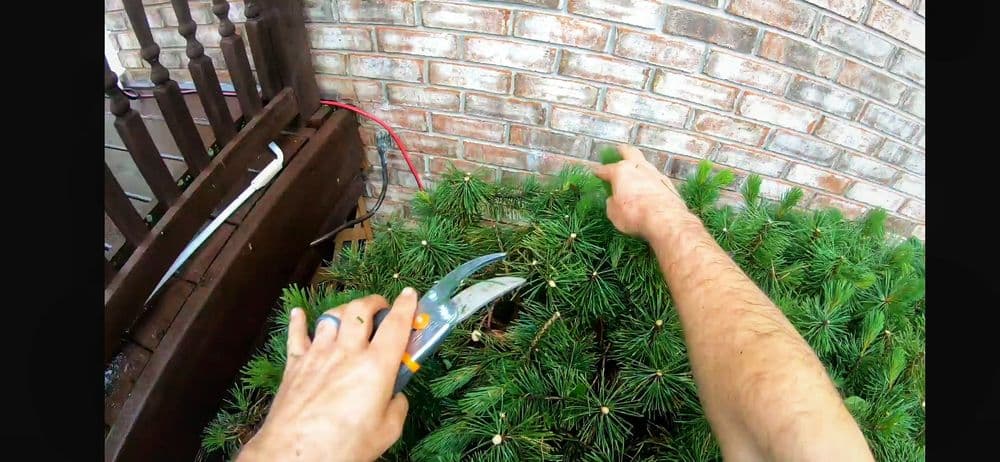 Person pruning a pine bush against a brick wall with gardening shears.