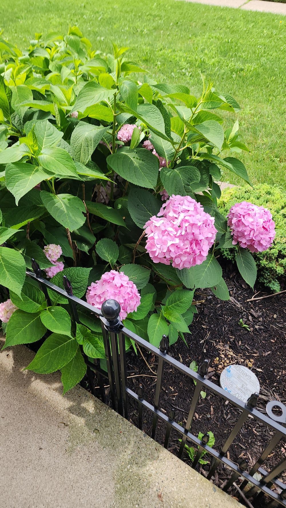 Pink hydrangea flowers blooming among lush green leaves near a decorative fence.