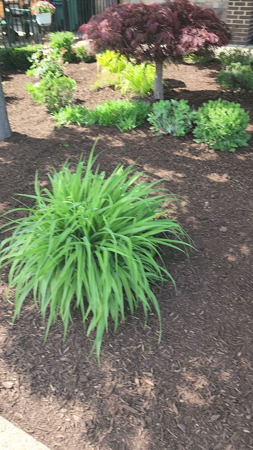 Lush green plants in a landscaped garden with mulch and decorative trees.