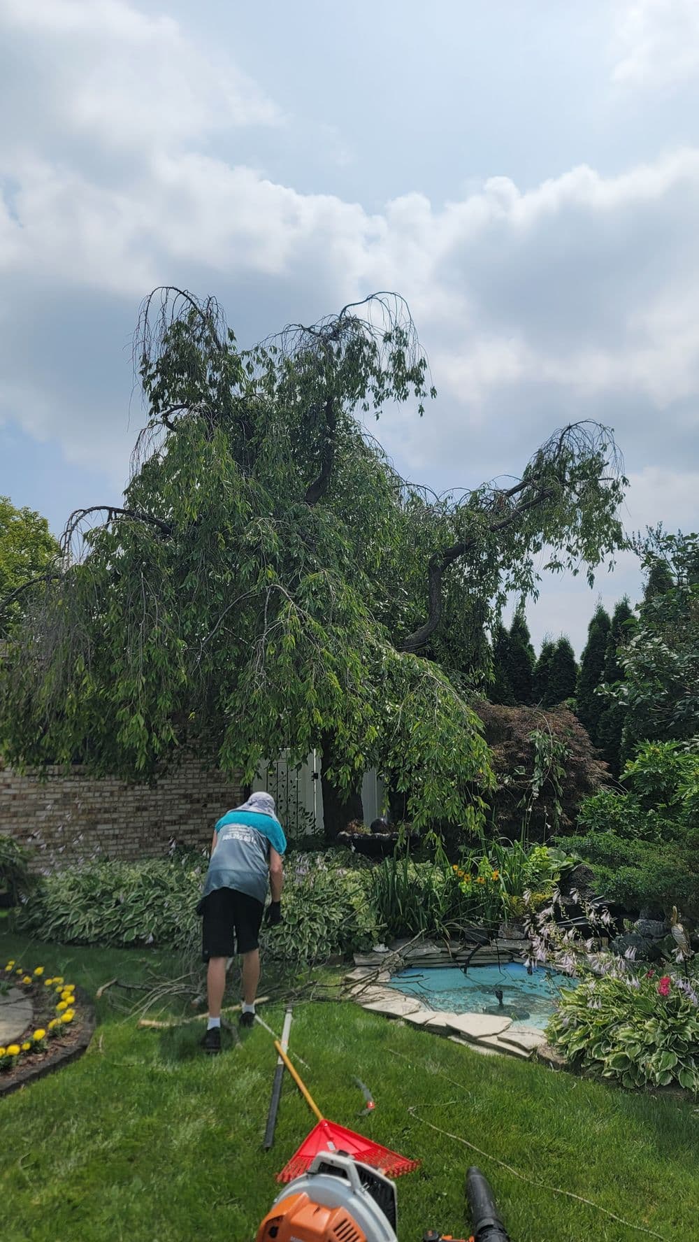 Gardener trimming a large weeping tree in a lush backyard garden with a pond.