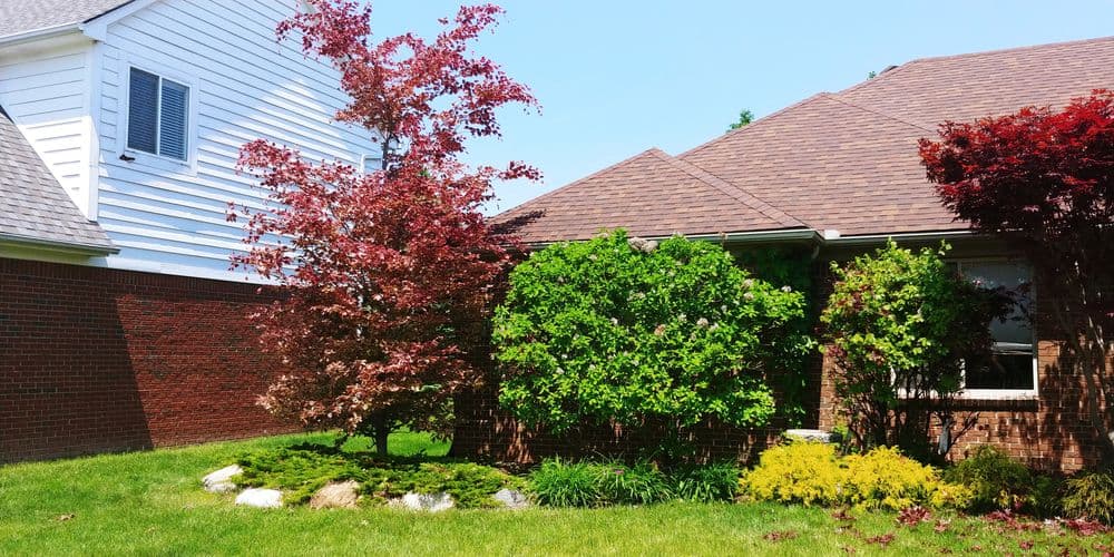 Vibrant red maple tree and lush greenery in well-maintained residential garden.