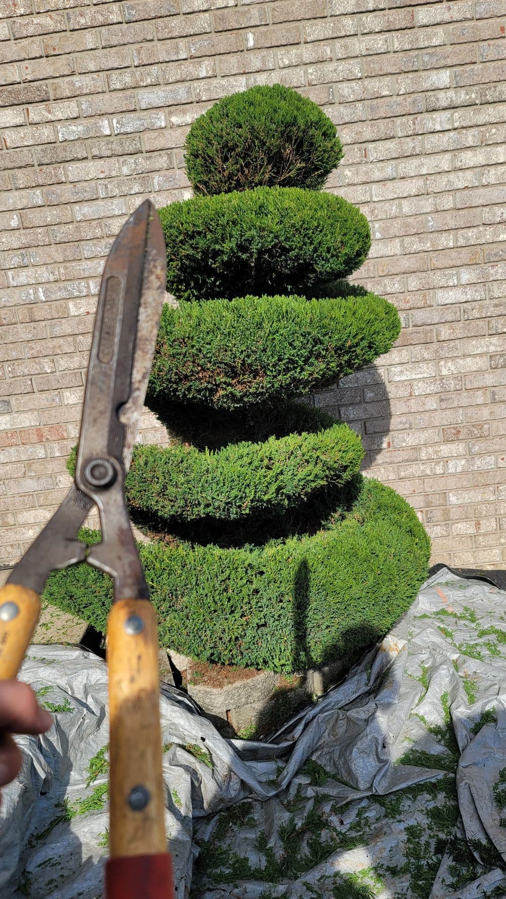 Topiary hedge shaped like a spiral, with pruning shears in the foreground against a brick wall.