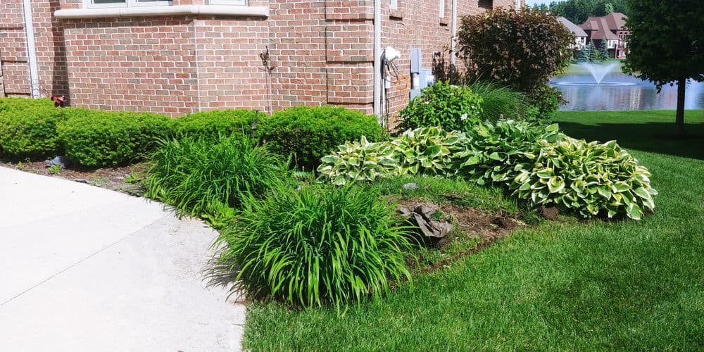 Lush garden bed with decorative hostas and ornamental grasses by a brick home near a pond.