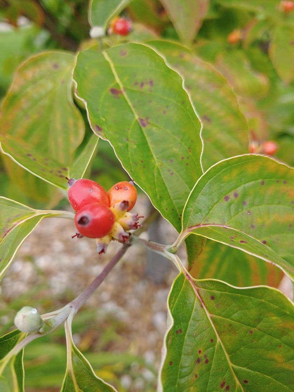 Close-up of vibrant red berries on lush green leaves of a dogwood plant.