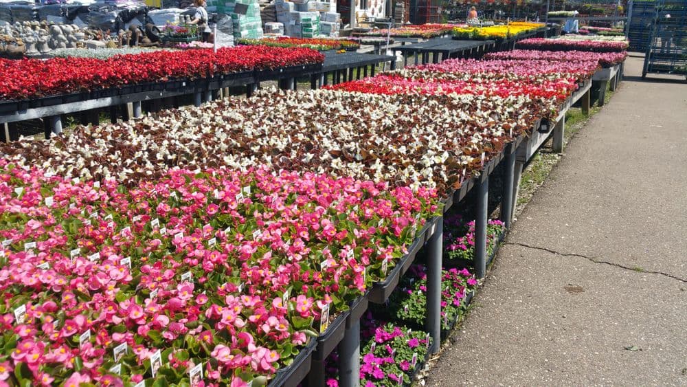 Colorful flower display at a garden center, featuring pink, white, and red blooms in planters.