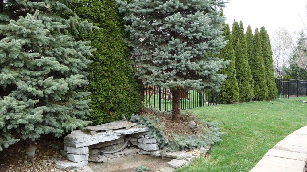 Lush green garden with conifer trees and stone water feature beside a black fence.