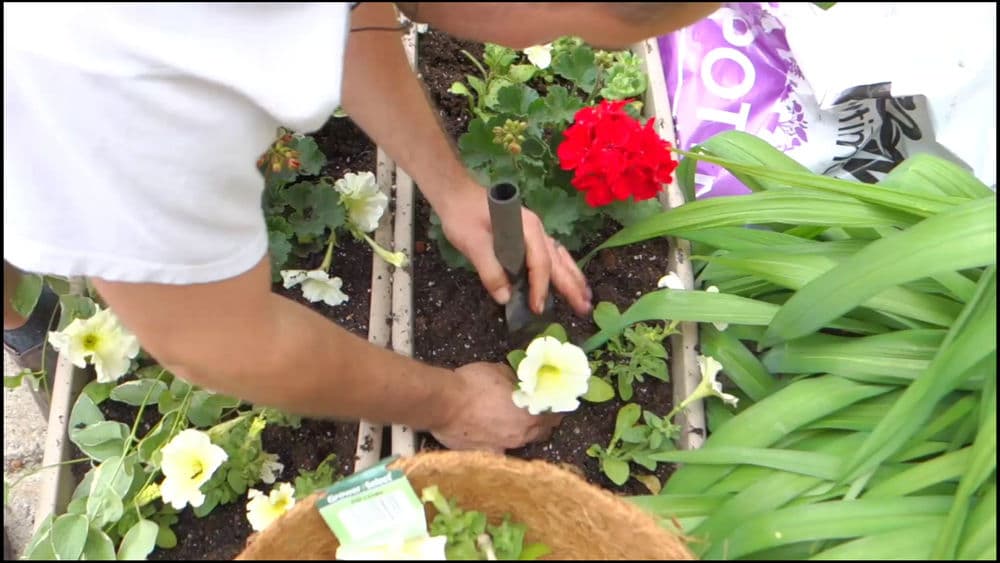 Person gardening, planting flowers in soil with colorful blooms nearby.